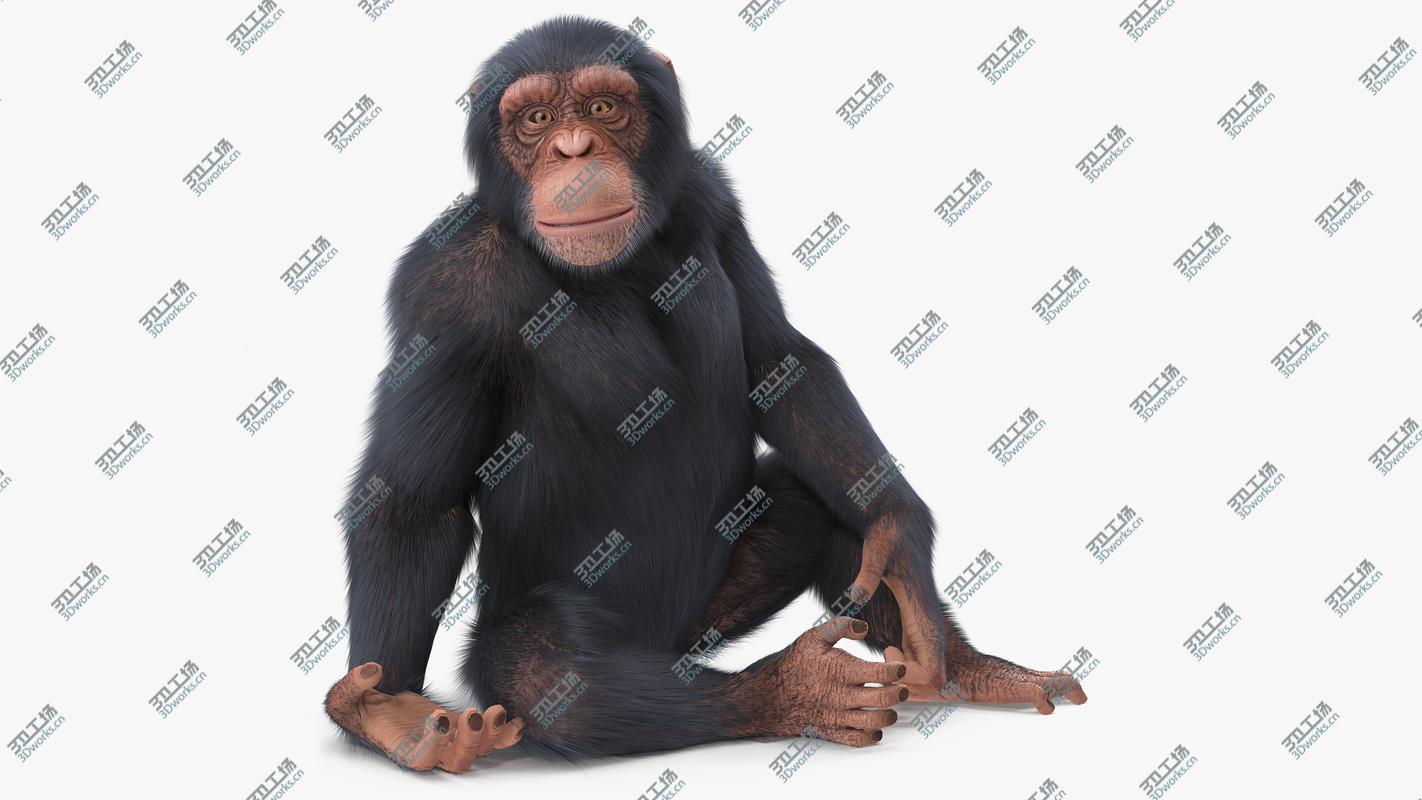 images/goods_img/2021040162/Light Chimpanzee Rigged with Fur 3D/2.jpg